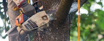 Best Hedge Trimming  in Lansing, IL