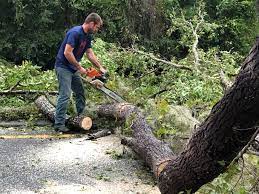 Best Tree and Shrub Care  in Lansing, IL