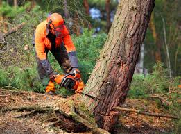 Best Storm Damage Tree Cleanup  in Lansing, IL