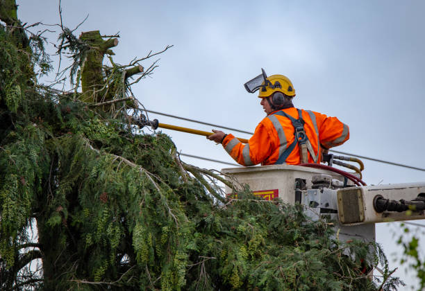 Reliable Lansing, IL Tree Removal Services Solutions