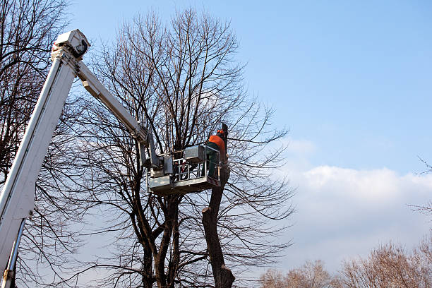  Lansing, IL Tree Removal Services Pros